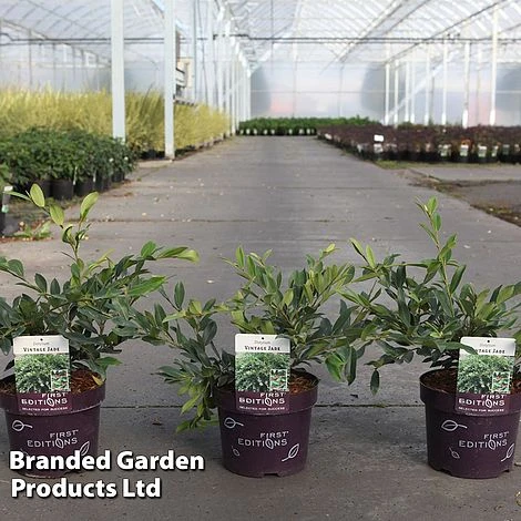 Distylium 'Vintage Jade' 3 Distylium 'Vintage Jade'