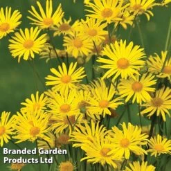 Perennial Eternal Flowering Collection 23 Perennial Eternal Flowering Collection -Garden Plants DORO LITTLELEO L111152021