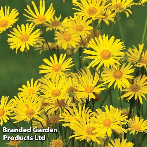 Perennial Eternal Flowering Collection 11 Perennial Eternal Flowering Collection - Image 9