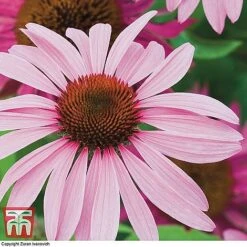 Bare Root Perennial Collection -Garden Plants ECHI 10499 A1