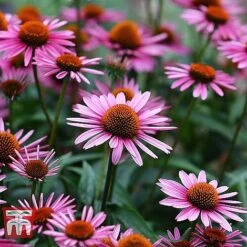 Everlasting Perennial Collection -Garden Plants ECHI 10499 B1