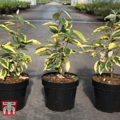 Elaeagnus X Submacrophylla 'Gilt Edge' 7 Elaeagnus X Submacrophylla 'Gilt Edge' -Garden Plants ELAE TKA3114 A