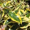 Elaeagnus X Submacrophylla 'Gilt Edge' -Garden Plants ELAE TKA3114 B
