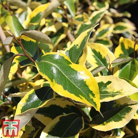 Elaeagnus X Submacrophylla 'Gilt Edge' 3 Elaeagnus X Submacrophylla 'Gilt Edge'