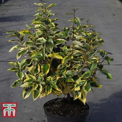 Elaeagnus X Submacrophylla 'Gilt Edge' 4 Elaeagnus X Submacrophylla 'Gilt Edge' - Image 2