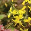 Epimedium 'Frohnleiten' -Garden Plants EPIM TKA6654 A
