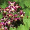 Epimedium 'Rubrum' -Garden Plants EPIM TKA6655 A