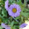 Erigeron Speciosus Azure Fairy -Garden Plants ERIG 64112 A
