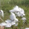 Eriophorum Angustifolium (Marginal Aquatic) -Garden Plants ERIO T78154 A h