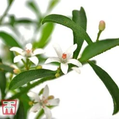 Philotheca Myoporoides - Gift -Garden Plants ERIO WKB9336 B