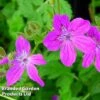 Erodium Manescavii -Garden Plants EROD 64116 A