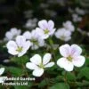 Erodium Reichardii 'White' -Garden Plants EROD 64120 A