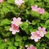 Erodium × Variabile 'Roseum' -Garden Plants EROD T64118 A h