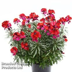 Erysimum 'Colour Vibe Red' -Garden Plants ERYS COLOURVIB H49882