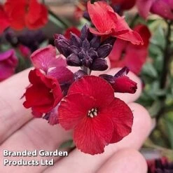 Erysimum 'Colour Vibe Red' -Garden Plants ERYS COLOURVIB H49883