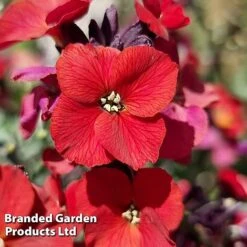 Erysimum 'Colour Vibe Red' -Garden Plants ERYS COLOURVIB H49884