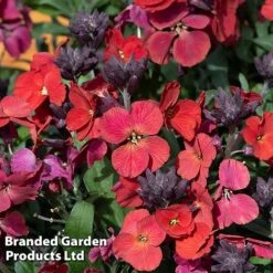 Erysimum 'Colour Vibe Red' -Garden Plants ERYS COLOURVIB H49886