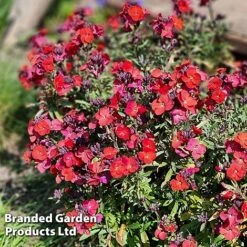 Erysimum 'Colour Vibe Red' -Garden Plants ERYS COLOURVIB H49887