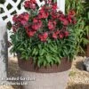 Erysimum 'Colour Vibe Red' -Garden Plants ERYS COLOURVIB H49888