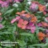 Erysimum 'Constant Cheer' -Garden Plants ERYS CONSTANTC S50038