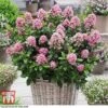 Escallonia Laevis 'Pink Elle' -Garden Plants ESCA T80277 B1