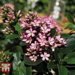 Escallonia Laevis 'Pink Elle' 7 Escallonia Laevis 'Pink Elle' -Garden Plants ESCA T80277 C