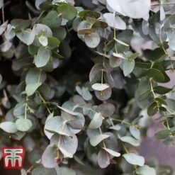 Eucalyptus Gunnii 7 Eucalyptus Gunnii -Garden Plants EUCA T58188 B