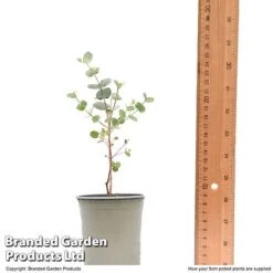 Eucalyptus Gunnii 'Azura' -Garden Plants EUCA AZURA9CM T48474