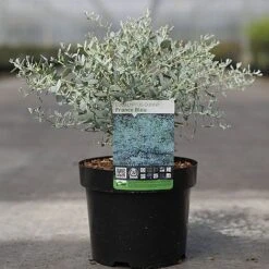 Eucalyptus Gunnii 'France Bleu' -Garden Plants EUCA FRANCEBLE S45650 NOW