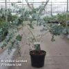 Eucalyptus Cinerea 'Silver Dollar' -Garden Plants EUCA SILVERDOL S45649