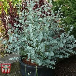 Eucalyptus Gunnii 'Azura' -Garden Plants EUCL KB2693 F