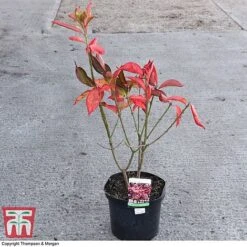 Euonymus Europaeus 'Red Cascade' -Garden Plants EUON 58190 A