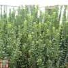 Euonymus Japonicus 'Green Rocket' -Garden Plants EUON TKA0925 A