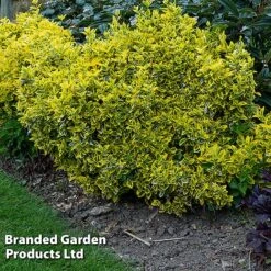 Evergreen Patio Shrub Collection -Garden Plants EUON EMERALDGO W31756