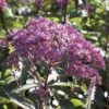 Eupatorium Dubium 'Baby Joe'