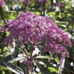 Eupatorium Dubium 'Baby Joe'