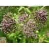 Eupatorium Cannabinum (Marginal Aquatic) -Garden Plants EUPA T78156 A h
