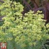Euphorbia Characias 'Glacier Blue' -Garden Plants EUPH T57729 D