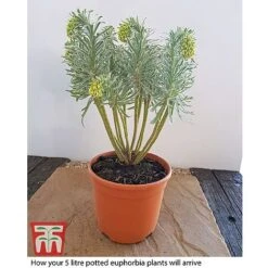 Euphorbia Characias 'Glacier Blue' -Garden Plants EUPH T57729 E