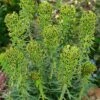 Euphorbia Characias 'Black Pearl' -Garden Plants EUPH T62212 A h