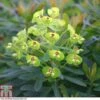 Euphorbia X Martini 'Baby Charm' -Garden Plants EUPH T80280 A