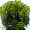Euphorbia X Martini 'Baby Charm' - Patio -Garden Plants EUPH TKA0967 A