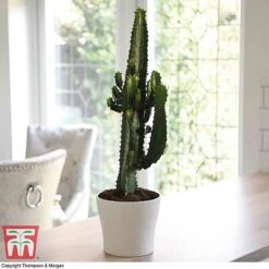 Euphorbia Acrurensis