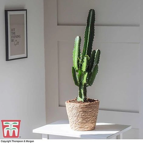 Euphorbia Acrurensis 4 Euphorbia Acrurensis - Image 2