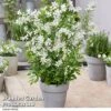 Exochorda 'Blushing Pearl' -Garden Plants EXOC BLUSHINGP H39576