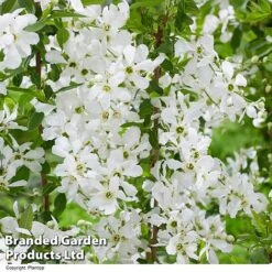 Exochorda 'Blushing Pearl' -Garden Plants EXOC BLUSHINGP H39579
