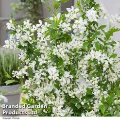 Exochorda 'Blushing Pearl' -Garden Plants EXOC BLUSHINGP H39618