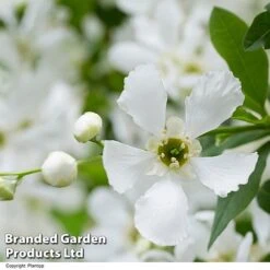 Exochorda 'Blushing Pearl' -Garden Plants EXOC BLUSHINGP H39619