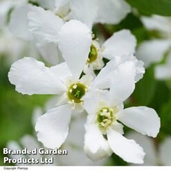 Exochorda 'Blushing Pearl' -Garden Plants EXOC BLUSHINGP H39620