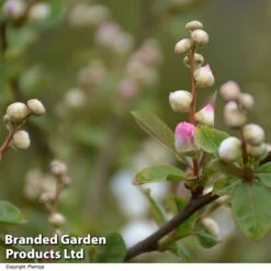 Exochorda 'Blushing Pearl' -Garden Plants EXOC BLUSHINGP H39621